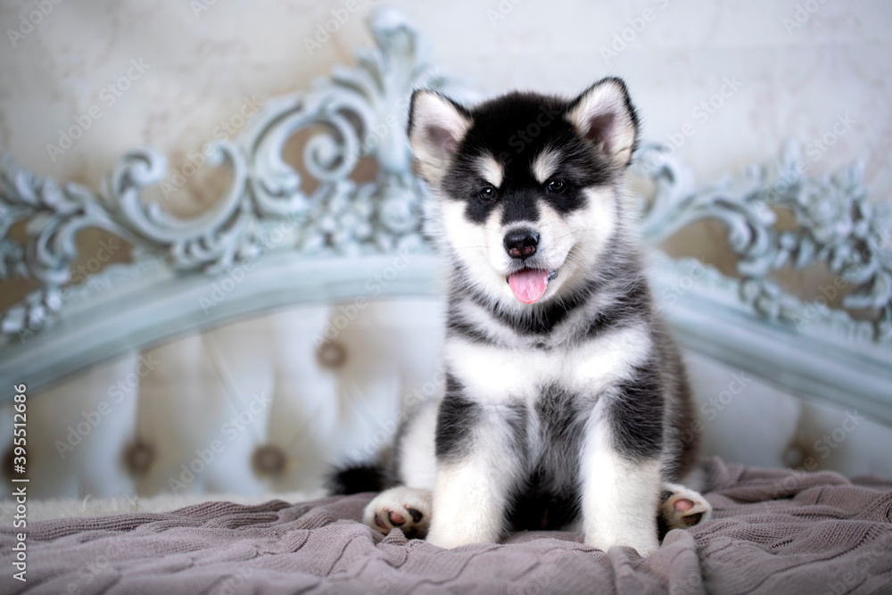 Malamute puppy lies on the bed rug, pamper the puppy