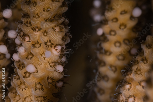 Foto Coral spawning of Acropora millepora