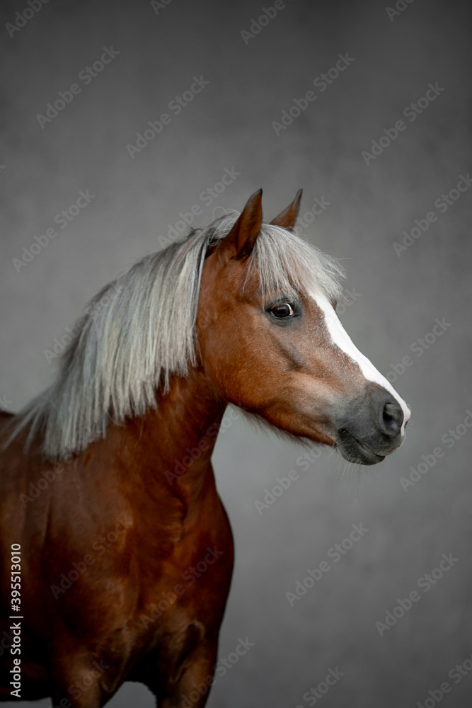 Obraz premium Beautiful horses on gray background