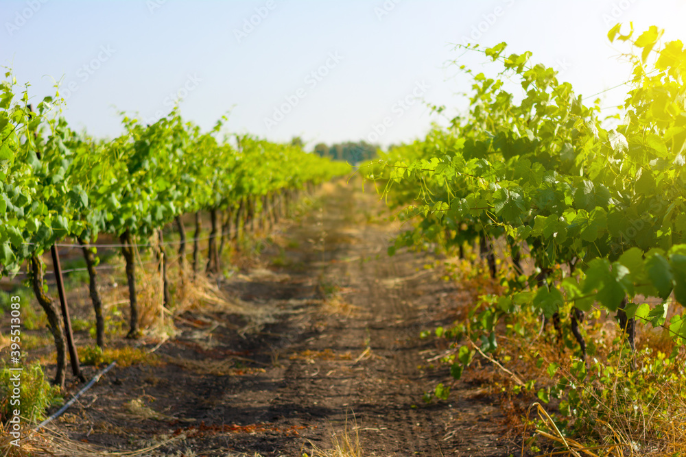 young grape plantations at golden hour daylight