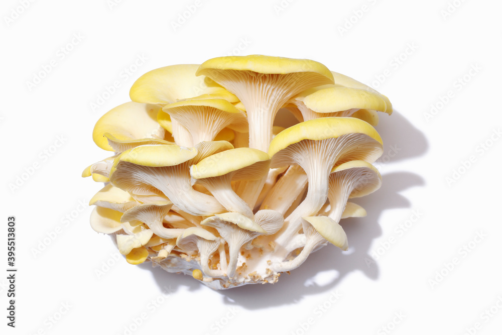 Fresh golden oyster mushrooms Fresh golden oyster mushrooms