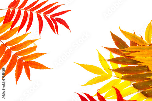 Wallpaper Mural Red, green and yellow leaves of smoouth sumac isolated on white background. Autmn concept. Space for text Torontodigital.ca