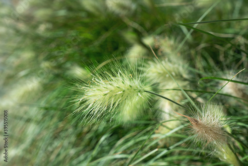 Selective focus on feather grass in the meadow.