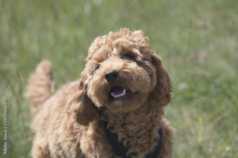 Red cockapoo puppy playing in field of wild flowers