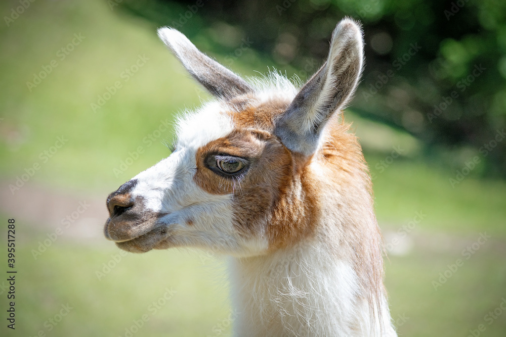 braun-weißes Lama