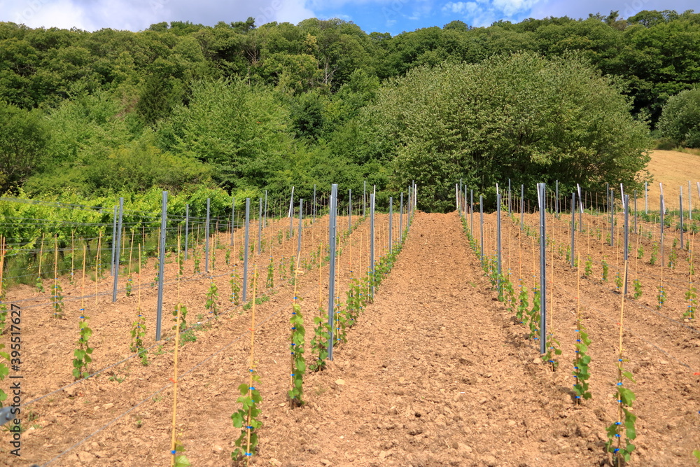 Young plantation of a well-groomed vineyard at the beginning of flowering. Rows of young vineyards on a spring day