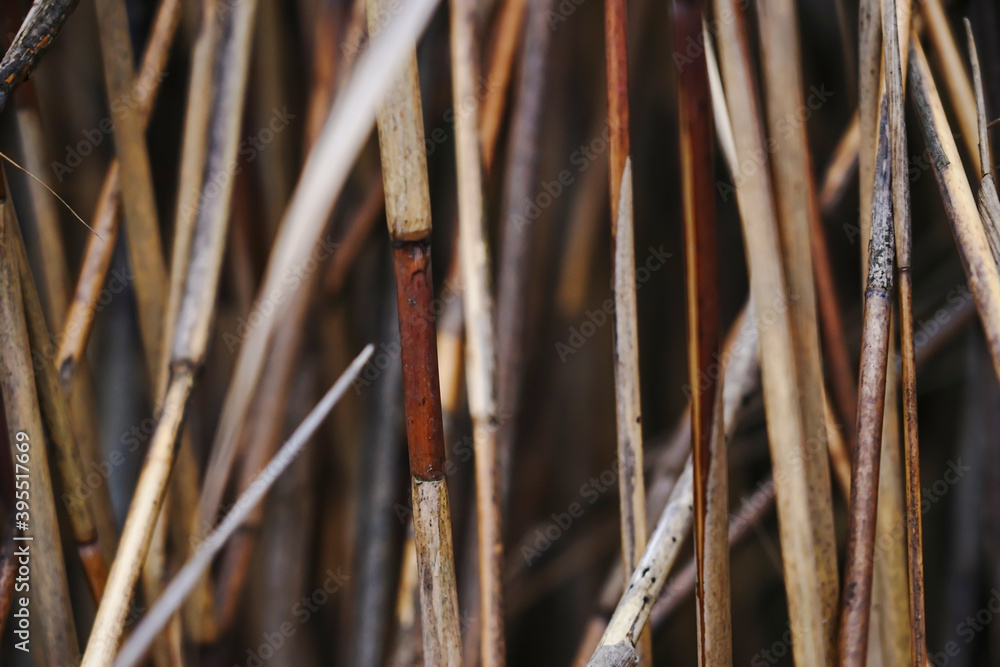 Dry autumn reeds. Reed texture Dry autumn reeds. Reed texture