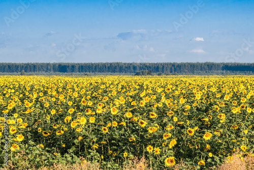 Common Sunflower (Helianthus annuus) in field, Tambov region, Russia © Nick Taurus