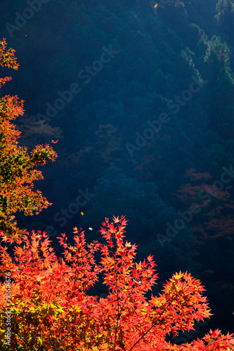 【東京都 奥多摩】鳩ノ巣渓谷の紅葉 © travel