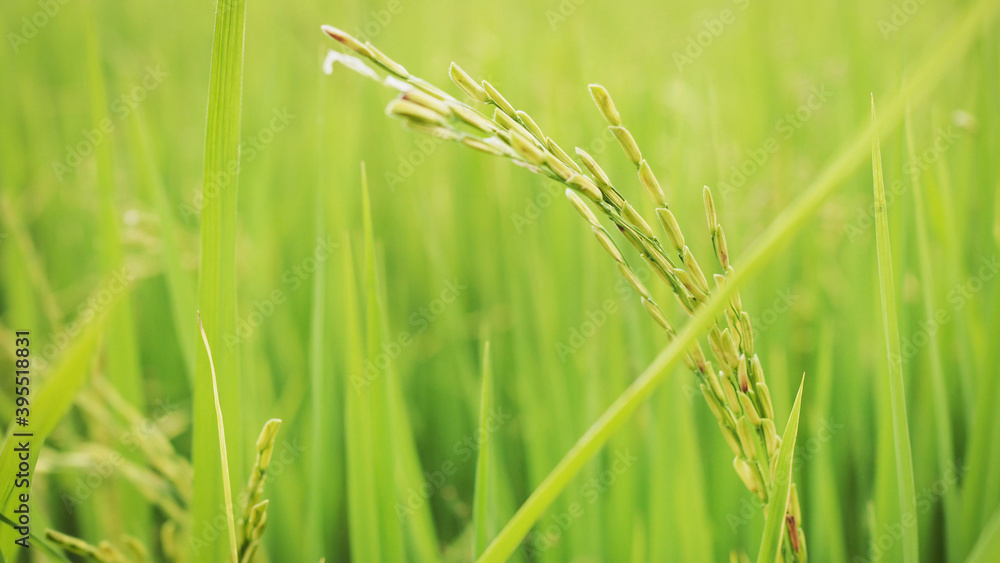 Close up rice grain in rice field Close up rice grain in rice field