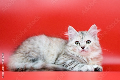 Siberian cat on red backgrounds