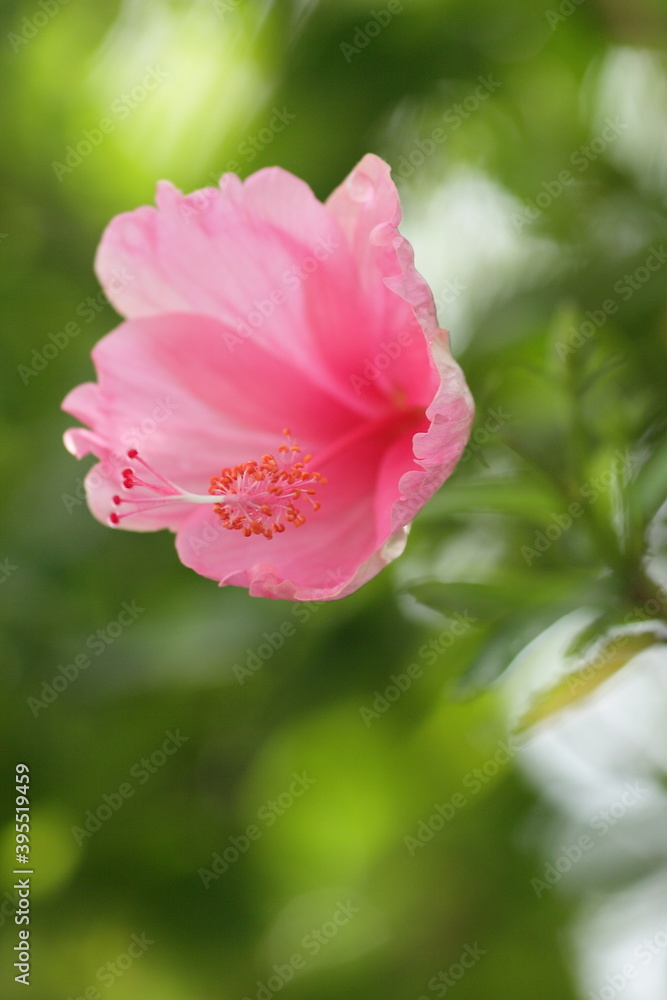 Delicate pink flower on a green background. Selective focus. Blurred background. Delicate pink flower on a green background. Selective focus. Blurred background.