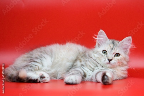 Siberian cat on red backgrounds © Pavla