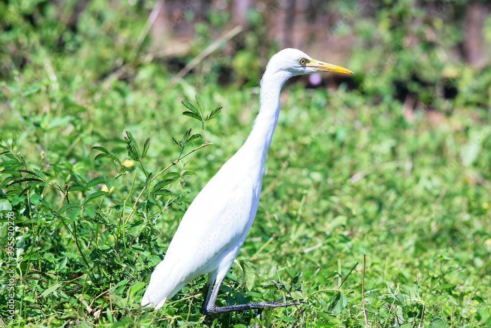 A white Heron walks on the grass. India A white Heron walks on the grass. India