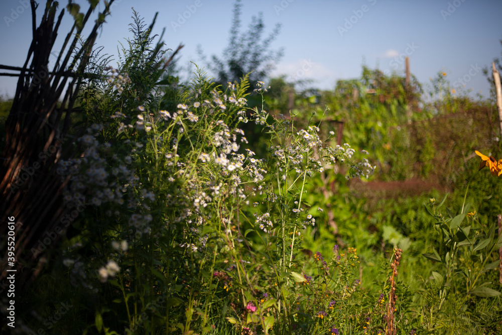 Green plants in summer. Beauty of nature. Green plants in summer. Beauty of nature.