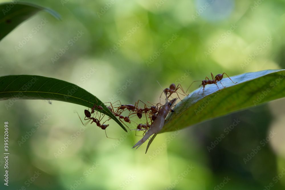 Ant action standing.Ant bridge unity team,Concept team work together Ant action standing.Ant bridge unity team,Concept team work together