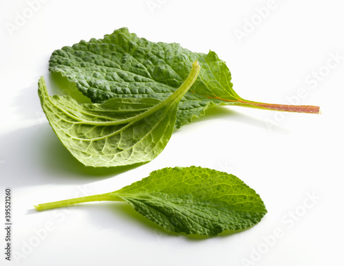 Three borage leaves on a white background photo