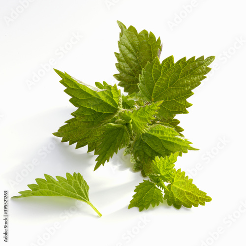Fresh nettle leaves on a white background