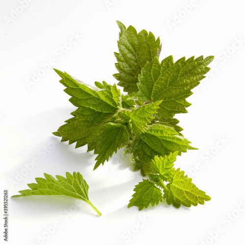 Fresh nettle leaves on a white background photo