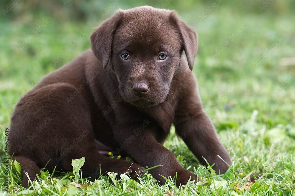 Brauner Labrador Welpe im Gras Brauner Labrador Welpe im Gras