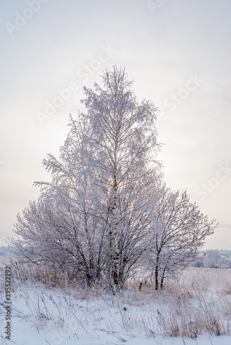 Hoarfrosty trees, Moscow region, Russia