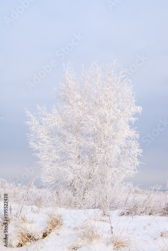 Hoarfrosty trees, Moscow region, Russia