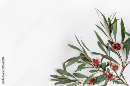 Australian native Hakea leaves and flowers on a white wooden background photographed from above. Composition frames the blank space to allow for copy. photo