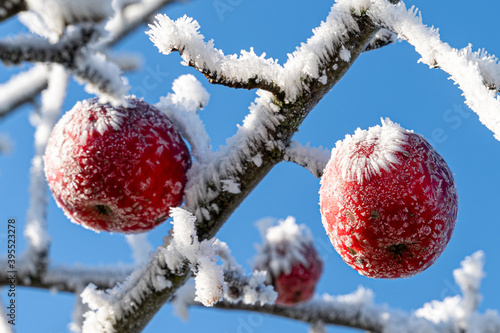 freezing winter in the morning hours