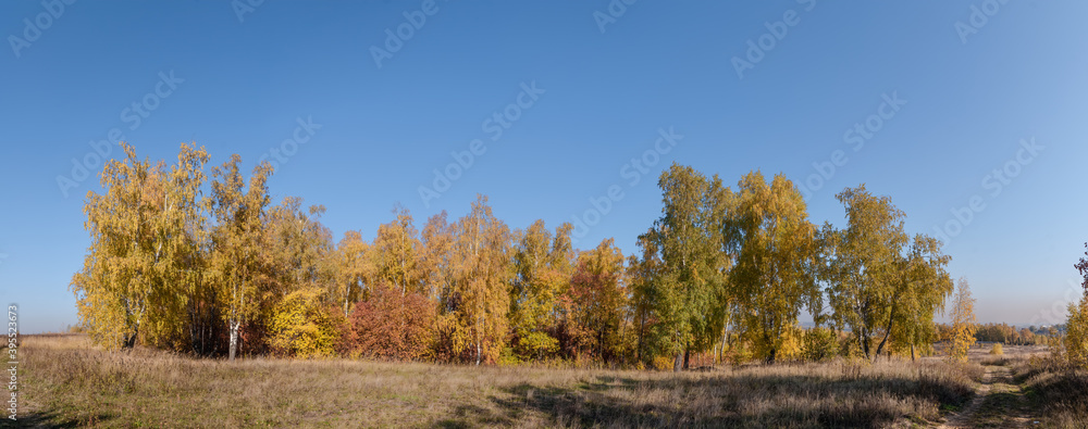 Golden fall. Silver Birch (Betula pendula) in deciduous forest in Central Russia Golden fall. Silver Birch (Betula pendula) in deciduous forest in Central Russia