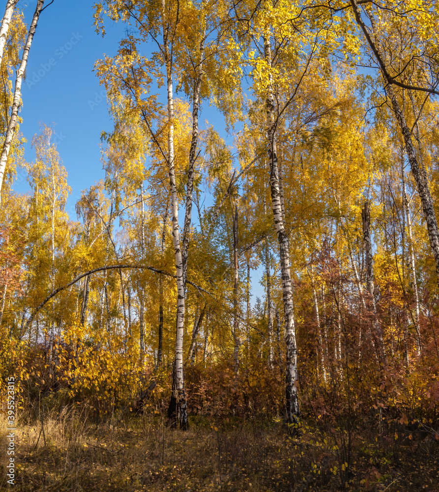 Fototapeta premium Golden fall. Silver Birch (Betula pendula) in deciduous forest in Central Russia
