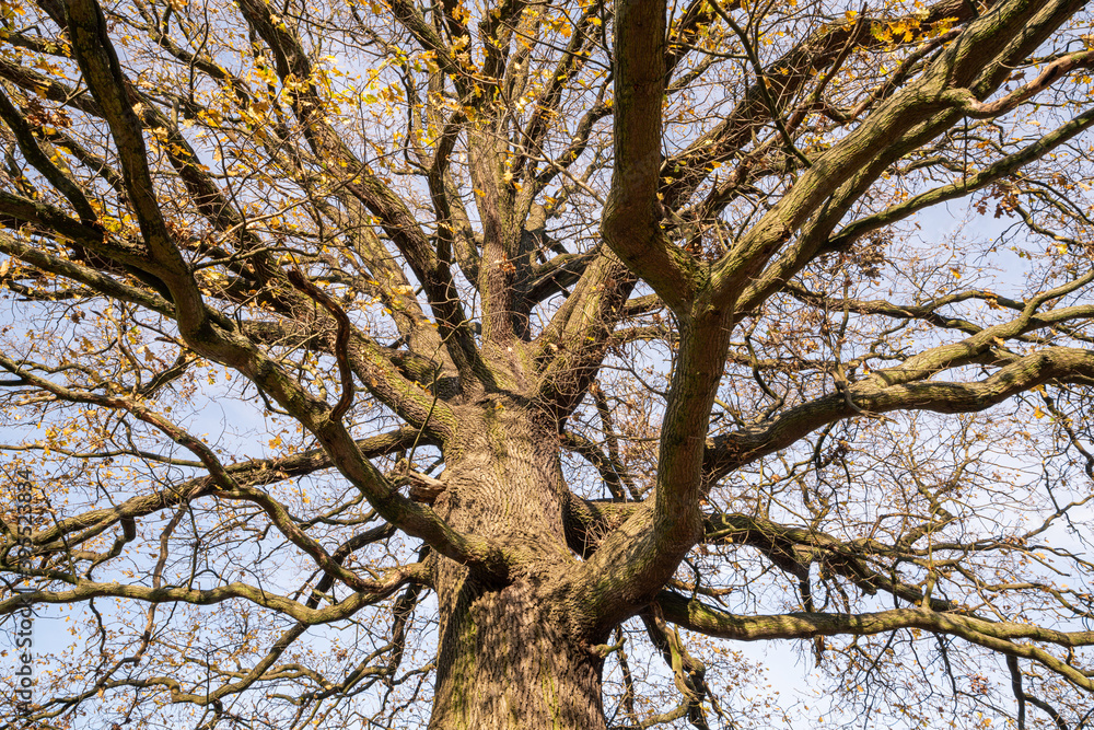 Baum, Eiche, Jahreszeit Baum, Eiche, Jahreszeit