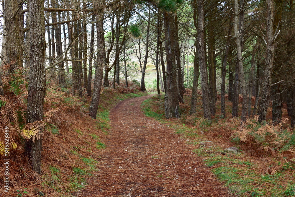Fototapeta premium Pine tree forest with path covered with needles.