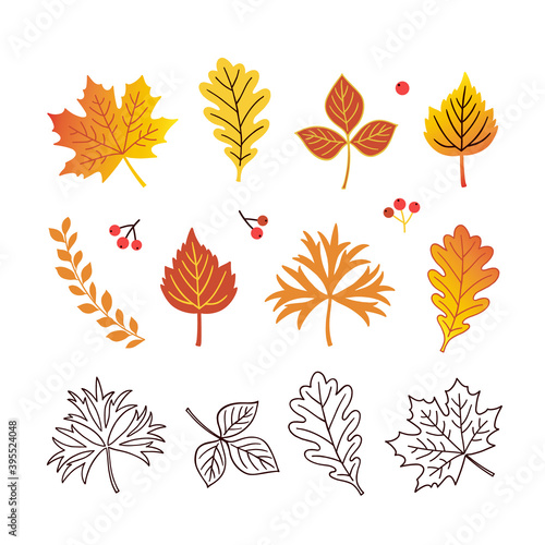 Set of autumn leafs isolated white background. Vector illustration design. Illustration of a fall season orange, red and yellow leaves, from various plants and trees species.