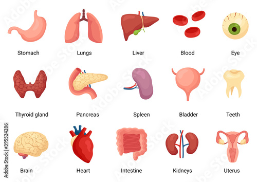 Internal organs of human body, anatomy and medicine