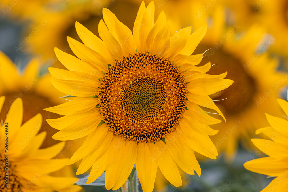 Close-Up Of sunflowers at the field in summer. Close-Up Of sunflowers at the field in summer.