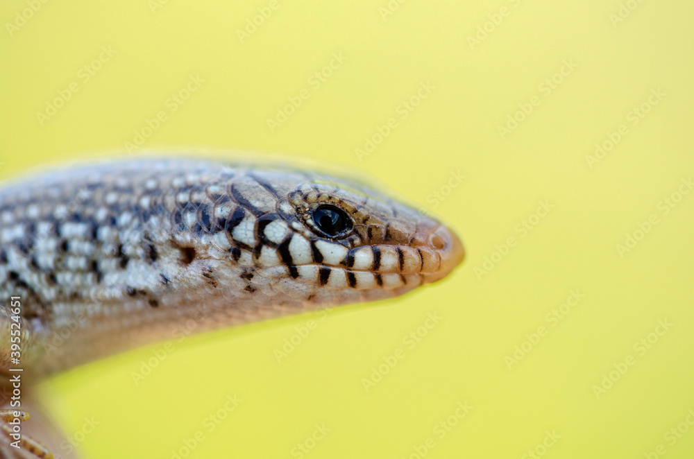Grèce Crète Chalcides ocellatus Grèce Crète Chalcides ocellatus