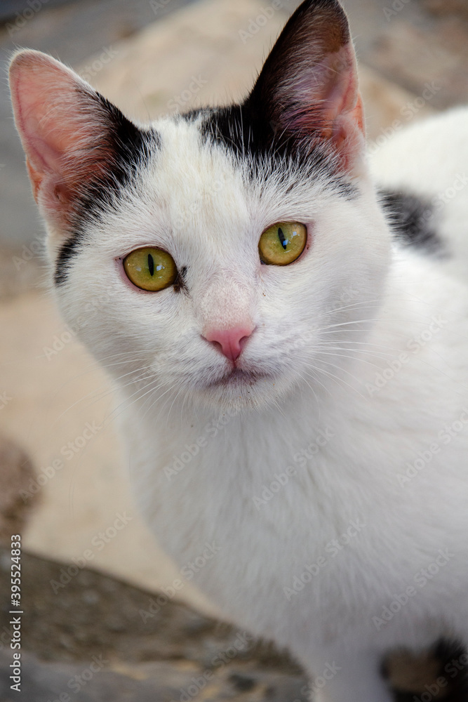 Obraz premium Grèce Crète chat