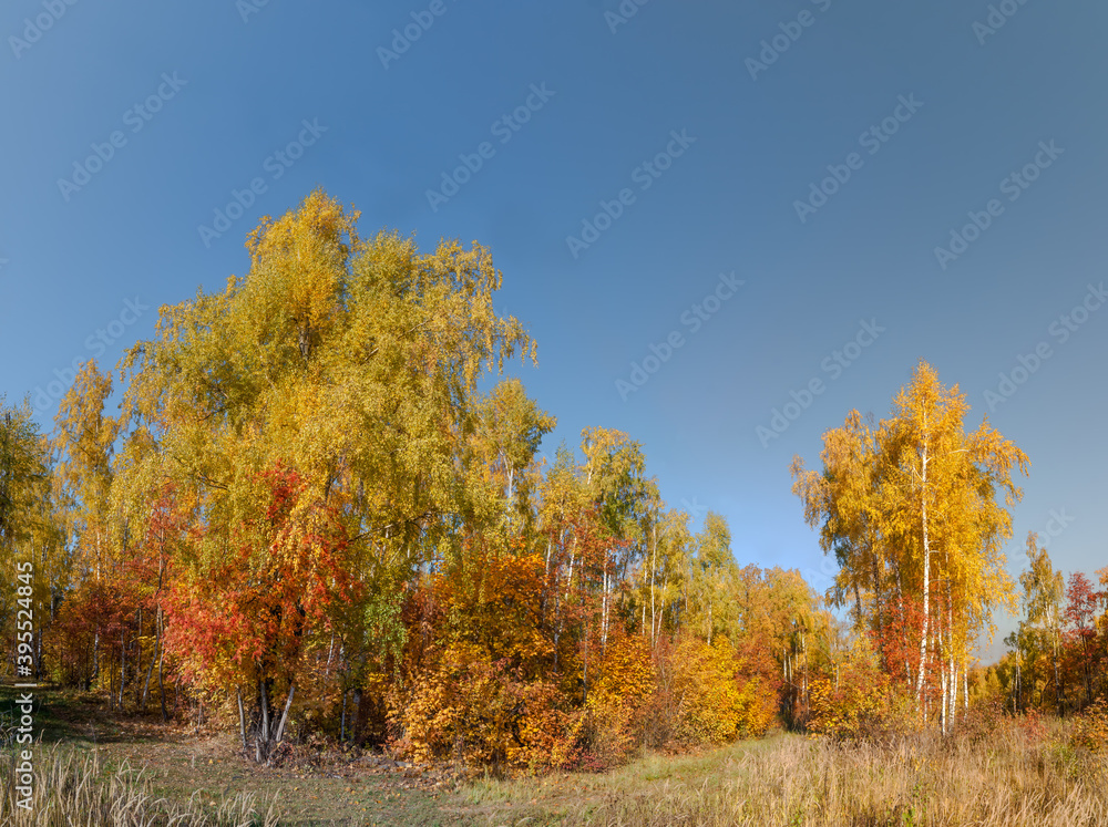 Golden fall. Silver Birch (Betula pendula) in deciduous forest in Central Russia