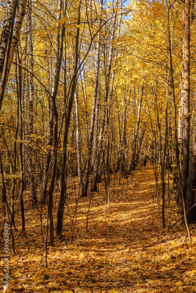 Golden fall. Silver Birch (Betula pendula) in deciduous forest in Central Russia