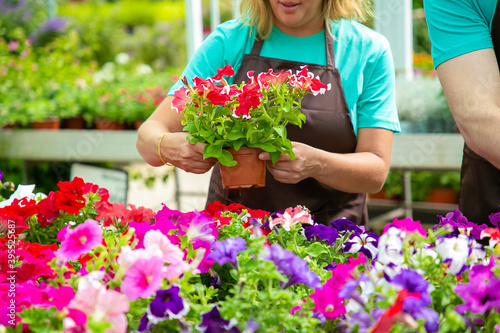 Unrecognizable female gardener holding pot with pretty flowers. Blonde woman in black apron caring and checking blooming plants in greenhouse with colleague. Gardening activity and summer concept