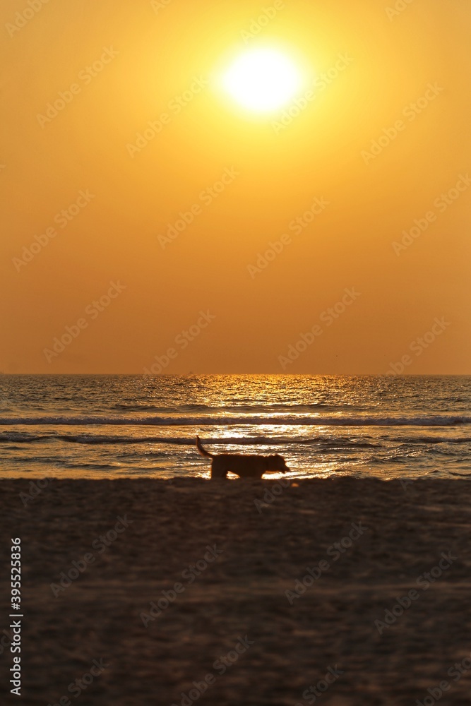 Dog on the background of the sunset and the sea. India
