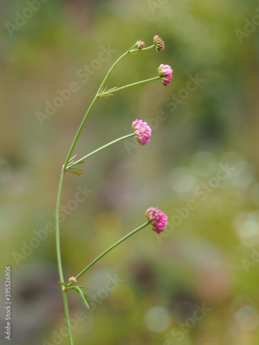 Wildflower (Dorycnopsis gerardii)
