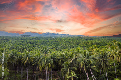 Obraz na płótnie View from above, stunning aerial view of a palm tree forest is Siargao, Philippines. Siargao is a tear-drop shaped island in the Philippine Sea. w salonie