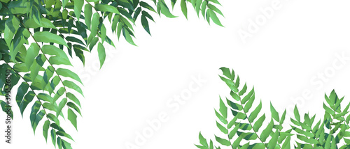 Natural backgrounds leaves banners horizontal tropical  and Concept web banner  health care products  aroma  wedding invitation isolated on white background  - 3d rendering