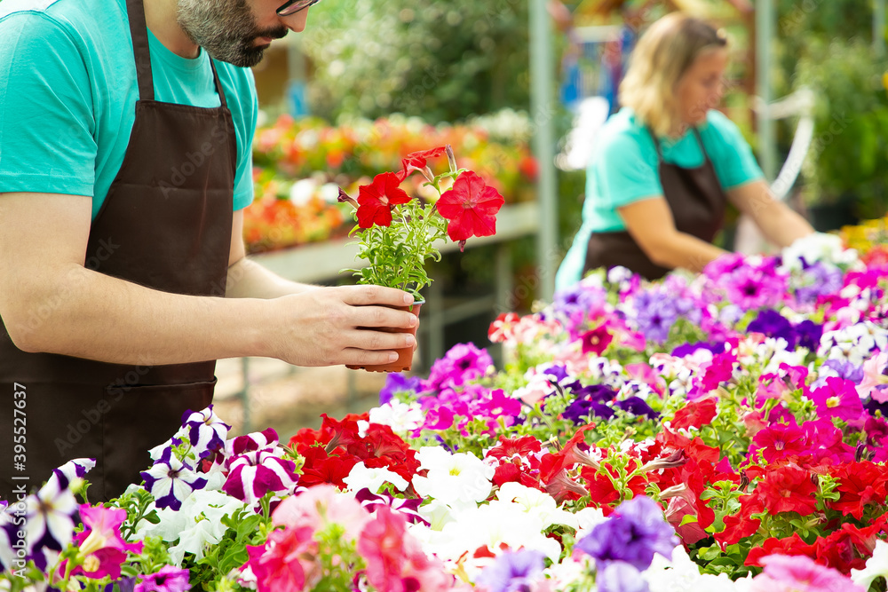 Unrecognizable male gardener holding pot with red flowers. Blonde woman out-of-focus caring and checking blooming plants in greenhouse with colleague. Gardening activity and summer concept Unrecognizable male gardener holding pot with red flowers. Blonde woman out-of-focus caring and checking blooming plants in greenhouse with colleague. Gardening activity and summer concept
