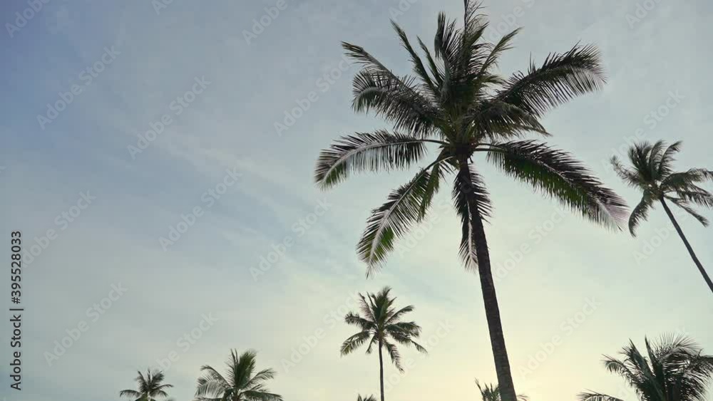 Coconut Tree and Summer Sky on Sunset, Low Angle View. Exotic Tropical Scenery, Pan Right Coconut Tree and Summer Sky on Sunset, Low Angle View. Exotic Tropical Scenery, Pan Right