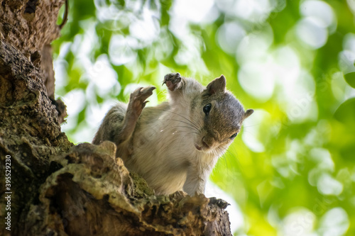 amazing squirrel is roaming in the forest