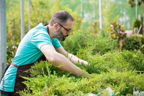 Serious male gardener growing thujas in pots. Grey-haired man in glasses wearing blue shirt and apron working with evergreen plants in greenhouse. Commercial gardening activity and summer concept