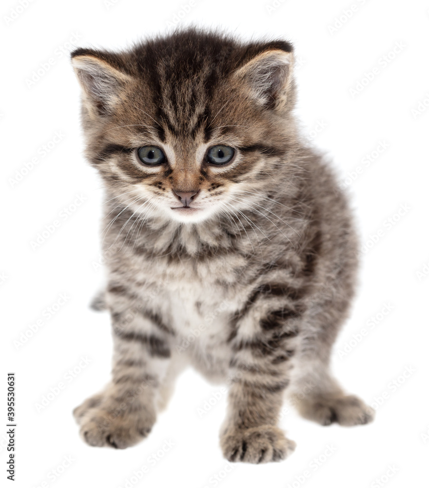Small kitten isolated on a white background. Small kitten isolated on a white background.