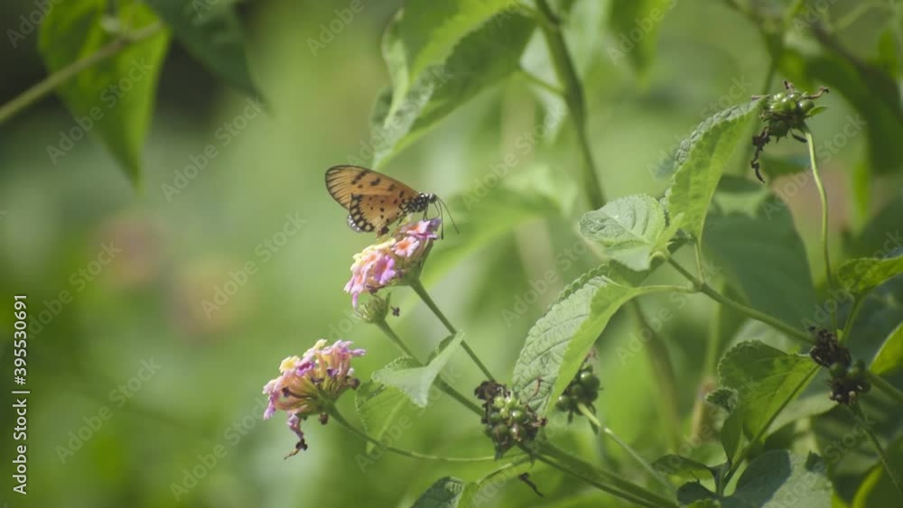 a beautiful butterfly is collecting honey a beautiful butterfly is collecting honey
